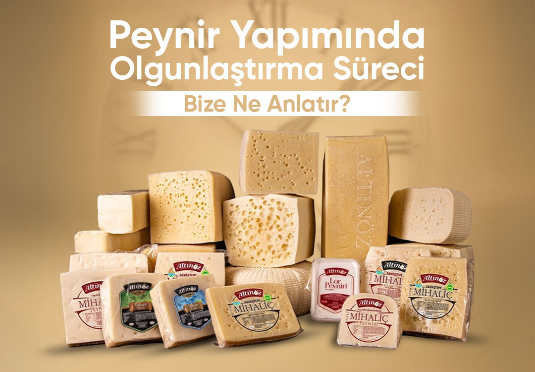 Peynir Yapımında Olgunlaştırma Süreci Bize Ne Anlatır?